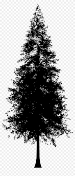 Affordable and search from millions of royalty free images, photos and vectors. Redwood Tree Silhouette Graphic Stock Redwood Tree Silhouette Vector Clipart 47631 Pikpng