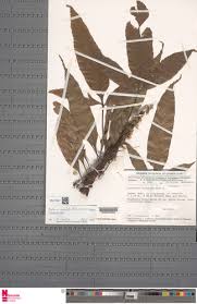 Image result for Asplenium variabile