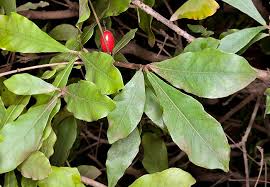 Image result for Synsepalum