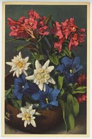 Pin Di Bersut Su Edelweiss Disegno Fiori Fiori Vintage Fiori