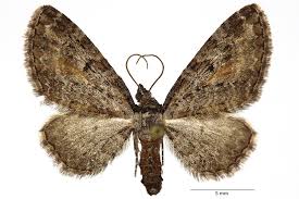 Image result for Eupithecia icterata
