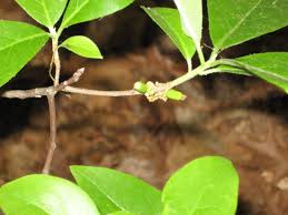 Image result for Cyphostemma septemfoliolatum