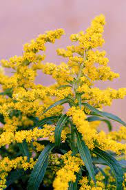 Goldenrod Better Homes Gardens