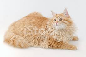 Kirmizi Sibirya Yavru Kedi Stok Fotograflari Freeimages Com