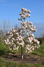 Image result for magnolia soulangeana