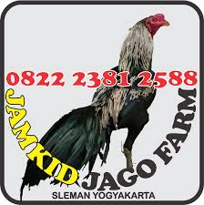 Bobot mencapai 3,4 kg, berbulu lebat dan agak menarik warnanya. Ayam Petarung Sleman Jamkid Jago Farm