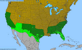 Image result for Heteropogon melanocarpus