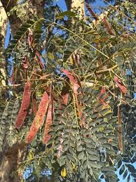 Image result for Albizia procera