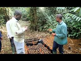 Image result for Sarcophrynium prionogonium