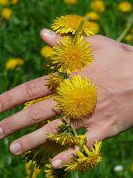 Dandelion Crown Yellow Flower Crown Flower Iphone Wallpaper Flowers