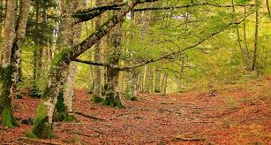 Image result for site:wikineos.com