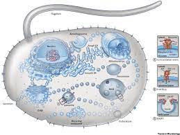 We did not find results for: Bacterial Vesicle Secretion And The Evolutionary Origin Of The Eukaryotic Endomembrane System Trends In Microbiology