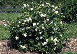 Cape Jasmine Evergreen Shrub Woody Plant Of The Day Mediterranean Plants Tropical Backyard Landscaping Landscaping Plants