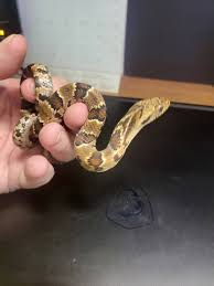 Image result for Nelsonia smithii