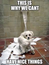 11 Dog Memes This Is Why We Can T Have Nice Things Cagnolini Animali Divertenti Animali