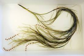 Image result for Stuckenia