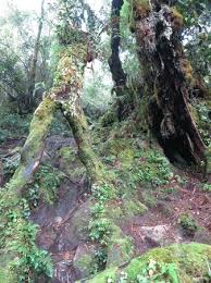 Heritage hotel cameron highlands is a 238 room low rise tudor style boutique hotel situated on a hill in the town of tanah rata. Top 10 Things To Do In Pahang Malaysia