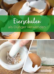 Eierschalen Nicht Wegwerfen Sondern Zu Perfektem Flussigdunger Verarbeiten Mit Bildern Eierschale Pflanzen Pflanzideen