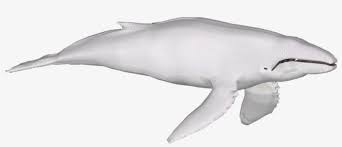 Whale watchers in japan recently saw a pair of white orcas swimming side by side in a pod off the whale watchers in japan were recently treated to a rare wildlife encounter when they saw, not one. Albino Humpback Whale Common Bottlenose Dolphin Transparent Png 877x877 Free Download On Nicepng