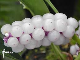 Image result for Satyrium trinerve