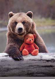 Lours blanc ursus maritimus aussi connu sous le nom dours polaire est un grand mammifère. Ours Ours Ou Es Tu Encore Le Soir Plus