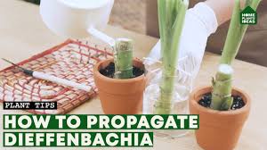 Maybe you would like to learn more about one of these? The Secret Of Dieffenbachia Propagation Dumb Cane Plant Youtube