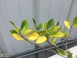 A citrus farmer in the eastern cape was aware that a few of his trees were deficient in iron, but the extent of the problem became clear 5.1. Iron And Nitrogen Deficiencies In Plants The Landscape Group