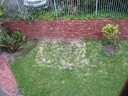 Each plant falls into a category based on size and growth habit. Carolines Square Foot Garden