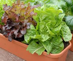 But when i grow plants indoors under grow lights, i place them on a stainless steel shelf. Growing Lettuce In Containers How To Grow Lettuce In Pots Balcony Garden Web