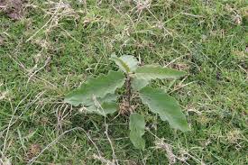 Image result for Solanum campylacanthum 'incanum type'