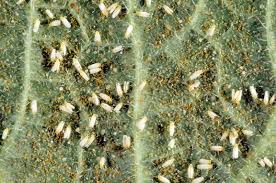 Image result for whitefly in cucumber