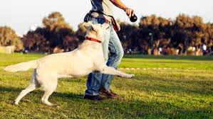 Sich beschäftigen mit, sich kümmern um. Le Pet Sitting Vous Connaissez