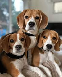 Perfect Shoot ❤️❤️❤️