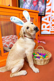 Easter Labrador Easter Dog Easter Pets Cute Dogs