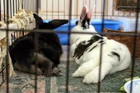 Maybe you would like to learn more about one of these? Diy Litter Box Setups Coding With Bunnies