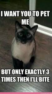 Cat Meme I Want You To Pet Me
