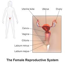 Ovaries, uterine tubes, and uterus. Female Reproductive System Wikipedia