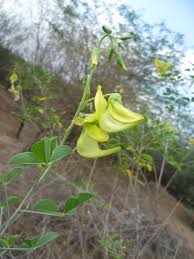 Image result for Crotalaria laburnifolia