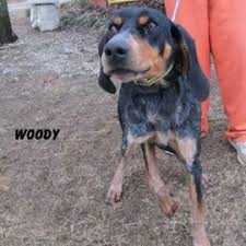 Black And Tan Coonhound Bloodhound Mix Pin On Adopt A Hound