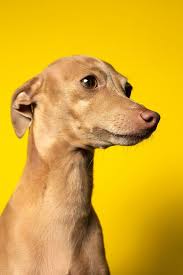 Top Ten Italian Dog Breeds The Proud Italian