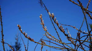 Image result for venturia saliciperda willow tree