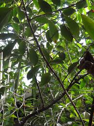 Image result for Cadaba natalensis