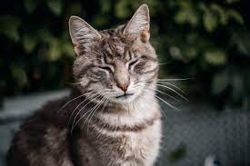 Top Tip Understanding Cat Blinks International Cat Care