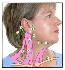 How To Check Your Lymph Nodes | Skin Support