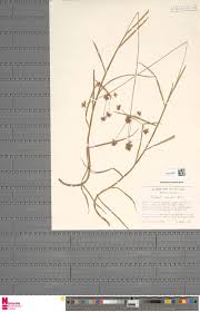 Image result for Rytigynia kiwuensis