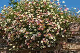 Image result for Erigeron karvinskianus