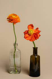 Download Premium Image Of Blooming Orange Ranunculus Flowers In A Bottle Ranunculus Flowers Orange Ranunculus Macro Photography Flowers