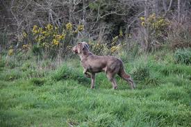 Carnmellis Weimaraners