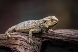 How Big Do Bearded Dragons Get Size And Age Guide