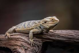 how big do bearded dragons get size and age guide